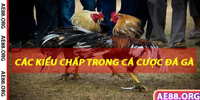 Các loại kèo chấp trong cá cược đá gà ae88