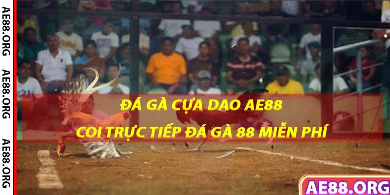 Đá gà cựa dao KUBET hình thức hấp dẫn nhất