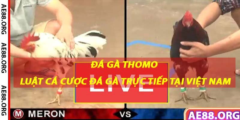 Đá Gà Thomo - Luật Cá Cược Đá Gà Trực Tiếp Tại Việt Nam