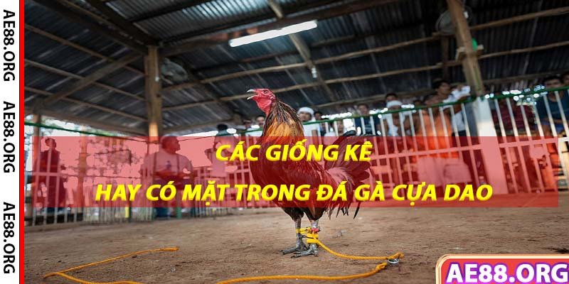 Các giống kê hay có mặt trong đá gà cựa dao