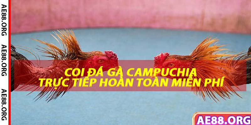 Coi đá gà trực tiếp hoàn toàn miễn phí