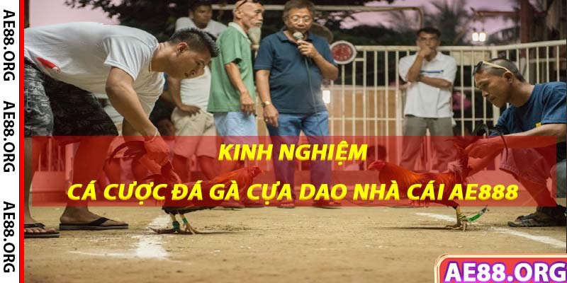 Kinh nghiệm cá cược đá gà cựa dao thắng lớn