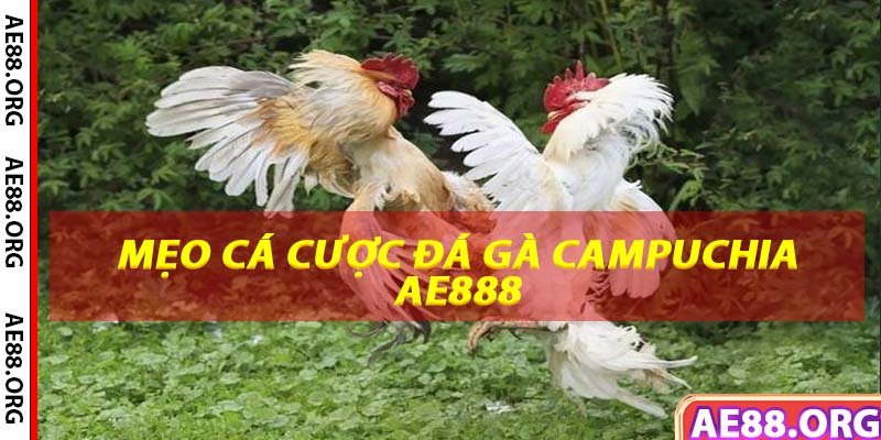 Mẹo cá cược đá gà Camouchia tại nhà cái ae888